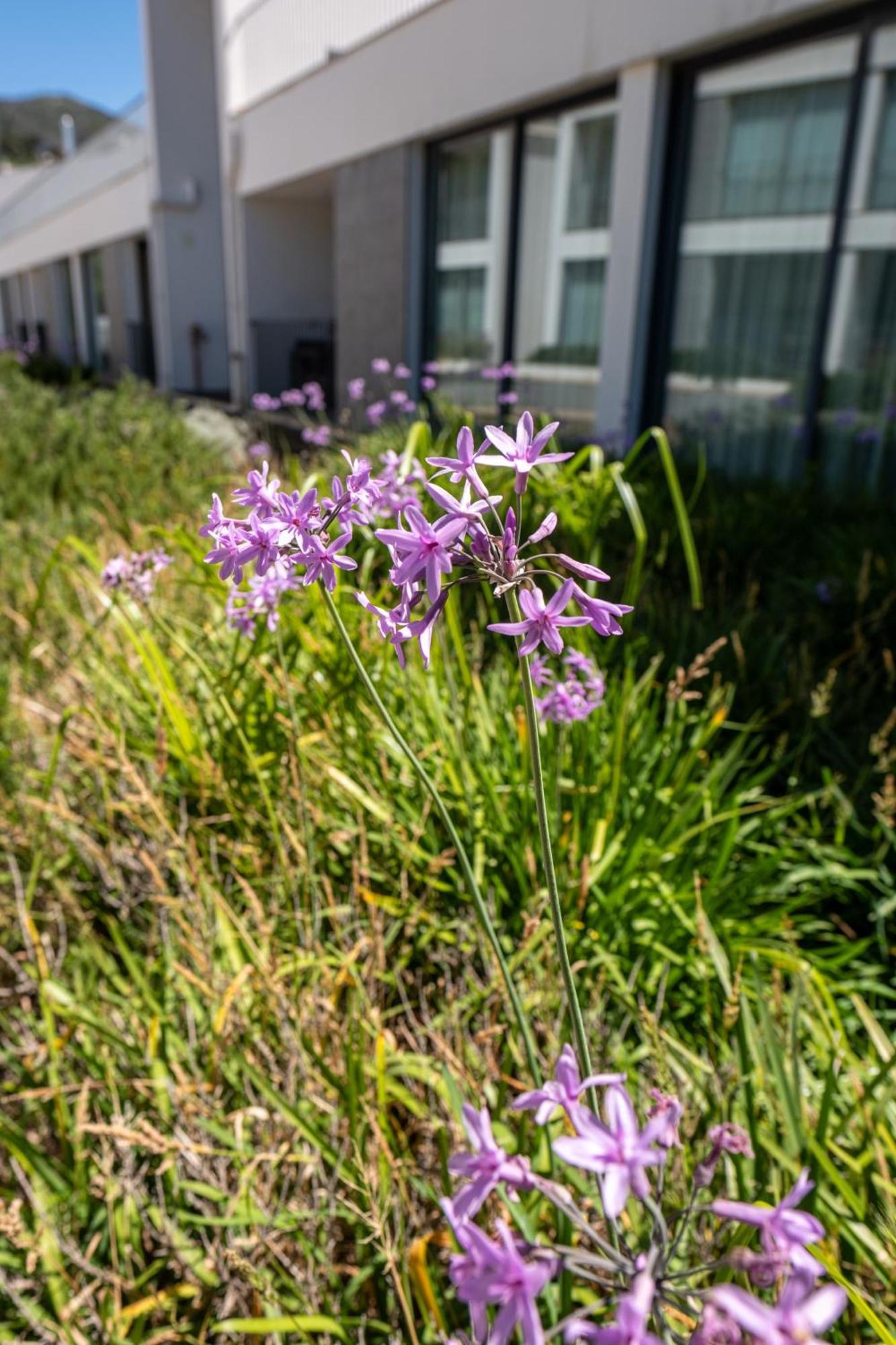Monchique Resort & Spa Екстериор снимка Scilla amethystina